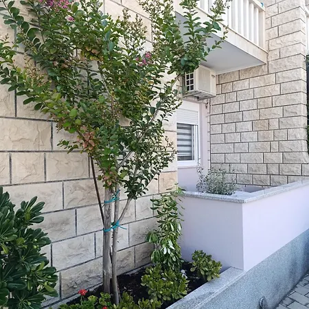 Olea * מאקרסקה